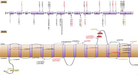 Spectrum Of Mfsd8 Mutations In The Schematic Representation Of The