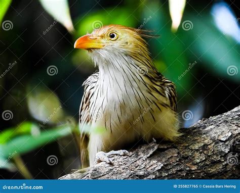 The Guira Cuckoo (Guira Guira) Stock Image - Image of hummingbird ...