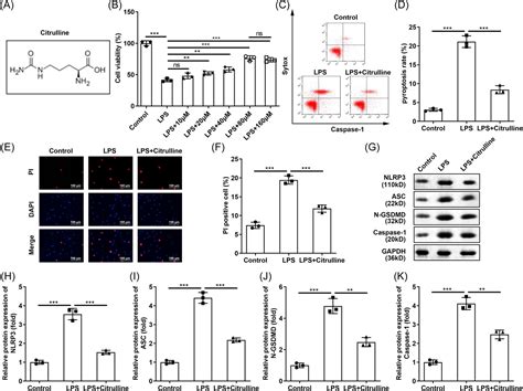 Citrulline Inhibits LPSinduced Pyroptosis Of RAW264 7 Macrophages