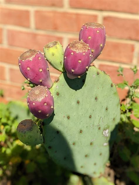 Prickly Pear Fruits 1 By Brittany Goldwyn Live Creatively