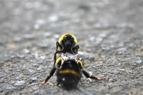 Bumblebee Sex Tomorrow Free Photo On Pixabay Pixabay