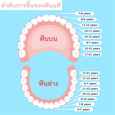 ฟันแท้ขึ้นกี่ขวบ ฟันแท้มีทั้งหมดกี่ซี่ Skt Dental Center