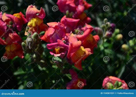 Colorful Snapdragons In The Garden Close Up Stock Image Image Of