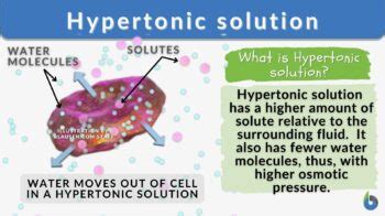 Hypertonic solution - Definition and Examples - Biology Online Dictionary