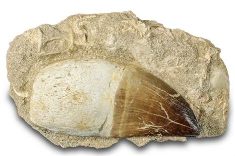 35 Rooted Mosasaur Prognathodon Tooth Morocco 265850 For Sale