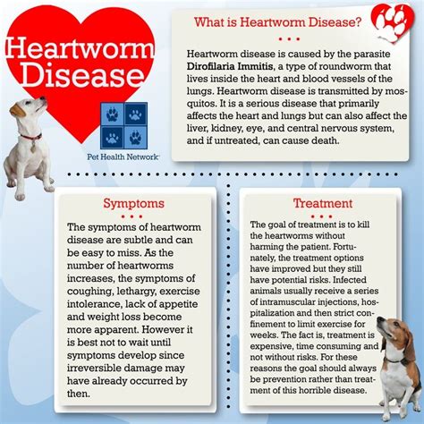 What You Need To Know About Heartworm Disease Heartworm Disease