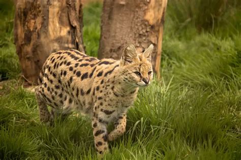 Serval - Facts, Diet, Habitat & Pictures on Animalia.bio