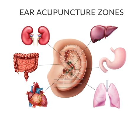 Ilustra O De Pontos De Acupuntura Na Orelha Vetor Premium