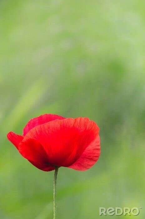 Bild Rote Mohnblume Auf Gr Nem Hintergrund Nach Ma Myredro De