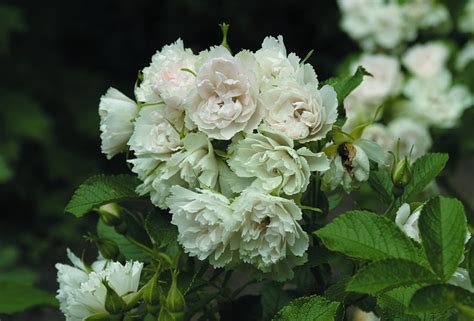 White Grootendorst Rugosa Nejlikros Gammaldags Buskros Fr N