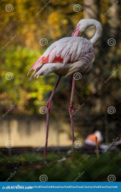 Flamingo Portraits Stock Photo Image Of Tropical Bird