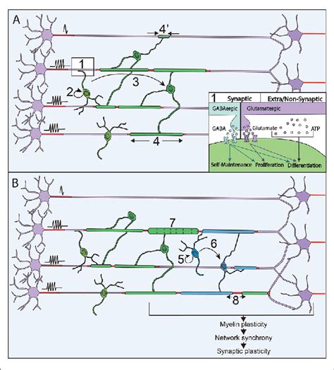 Neuronal Activity Modulates Myelination Processes Along With Life Download Scientific