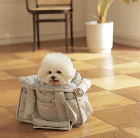 20 Best Bichon Frise Haircuts For Your Puppy Artofit