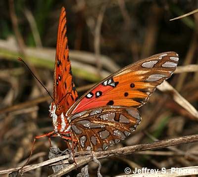 Gulf Fritillary Dione Incarnata