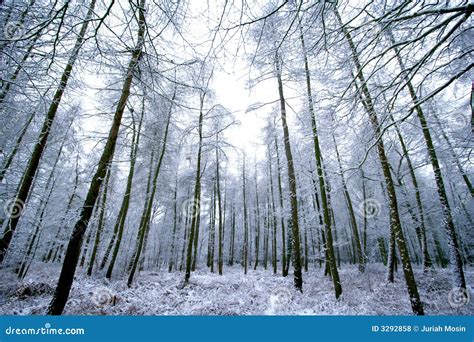 Ice Covered Wooded Forest Royalty Free Stock Photos Image 3292858