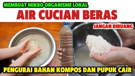 Cara Membuat MOL Mikro Organisme Lokal Air Cucian BerasPengurai