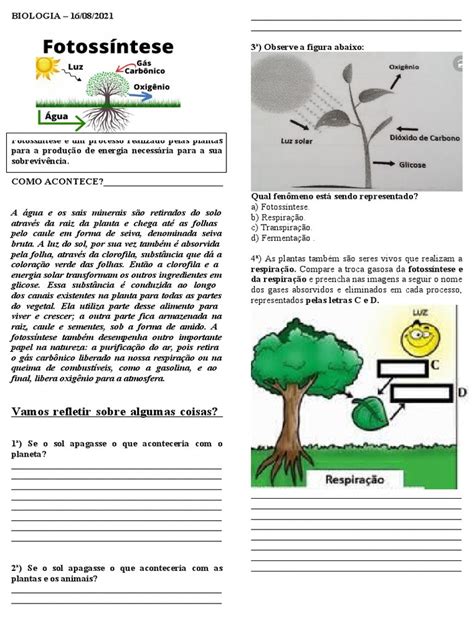 Explorando a Fotossíntese Atividades e Exercícios para o 6º Ano em PDF