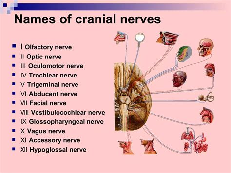 Cranial Nerves Ppt