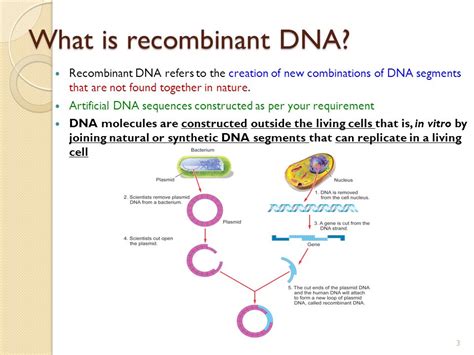 Recombinant Dna Definition And Examples Biology Dictionary 51 Off