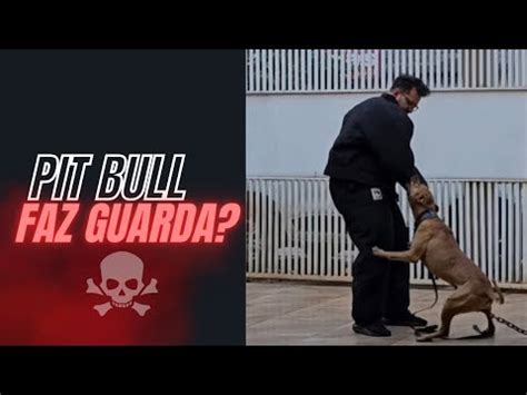 Pit Bull Ataque Ser Que Mordeu Teste De Invas O Youtube