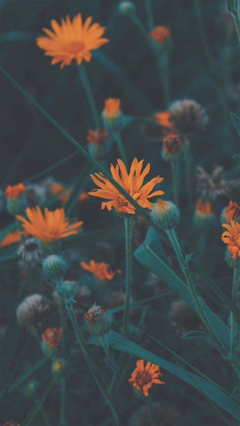 Download Dark Aesthetic Orange Flowers Wallpaper | Wallpapers.com