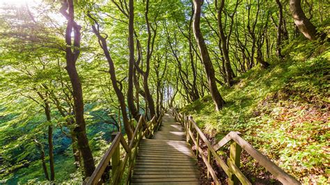 Wooden Walkway Forest Nature Trees Tropical Walkway Sun Rays