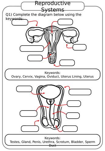 Reproductive Systems Ks3 Science Biology Worksheets Teaching