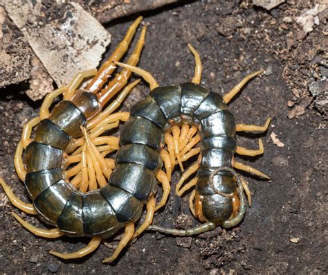 Some Of The Scariest Insects And Arachnids On The Planet James River