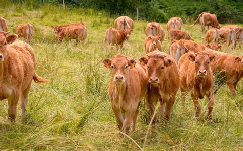 Connaissez vous bien la filière viande en Normandie Quizizz