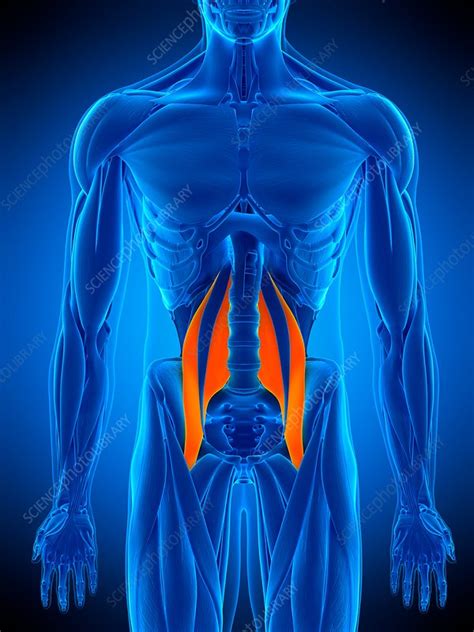 Hip Muscle Illustration Stock Image F0169301 Science Photo Library