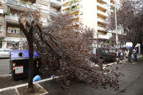 Maltempo Roma Strage Di Alberi Nella Capitale Danni In Numerose Zone