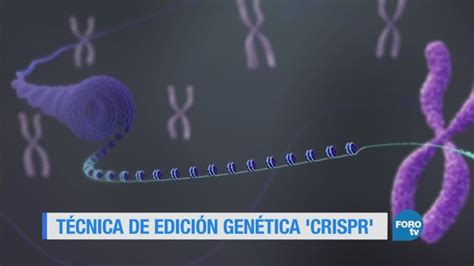 La Técnica De Edición Genética Crispr Noticieros Televisa