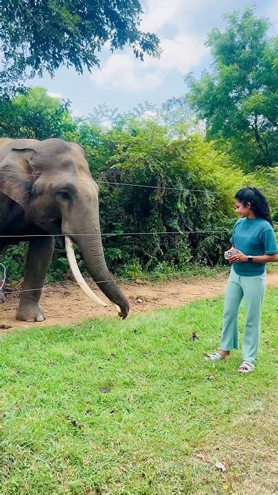 Roadside Elephant Encounter 🐘 පාර අයිනේ හිටපු සද්දන්තයා Elephant