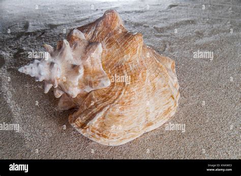 Strombus Gigas Or Caracol Rosado Gastropoda Stromboidea Stock Photo