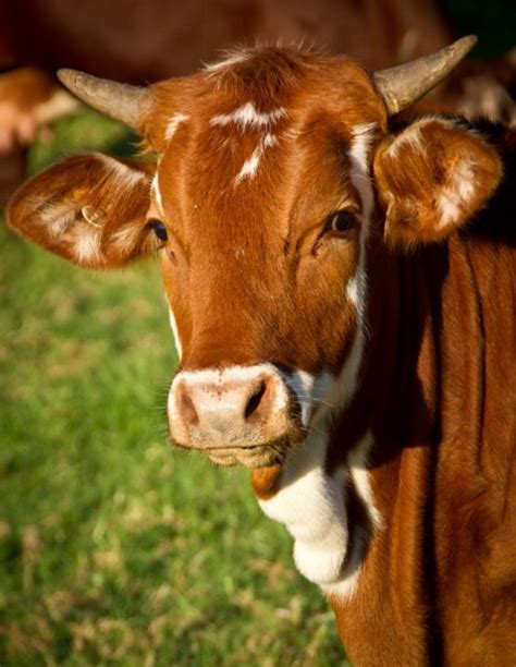 Cattle Egrets And Cattle Relationship A Symbiotic Relationship Smash