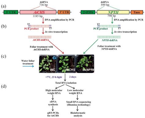 Exogenous DsRNA Induces RNA Interference Of A Chalcone Synthase Gene In