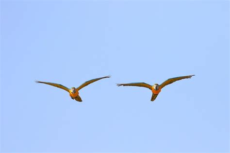 Hermosos Loros Volando En El Cielo P Jaro Volador Libre Foto Premium