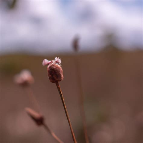 Descubra Os Segredos Para Cultivar A Flor Do Cerrado Gpa Brasil