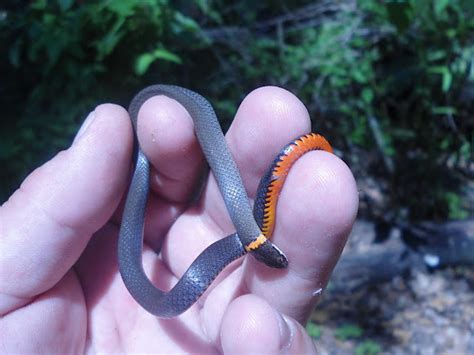 Southern Ringneck Snake Project Noah