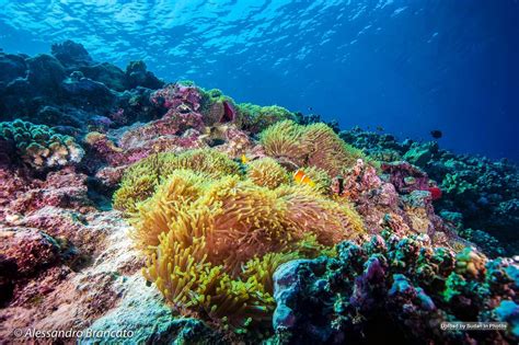 Beauty of the Red Sea depths in Port Sudan جمال أعماق البحر الأحمر في ...