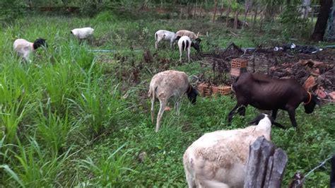 Altura Do Capim Para Colocar As Ovelhas Nos Piquetes E O Tamanho Dos