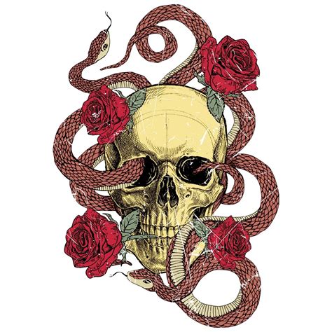 Skull And Snake And Roses Drawings