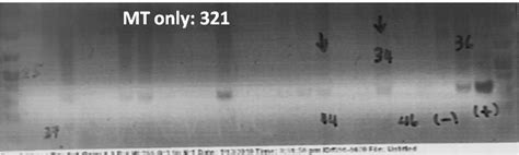 MiR 7b Keck Center For Noncoding RNAs