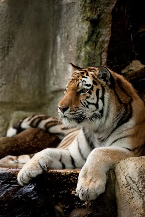 Cleveland Zoo: Endangered Species Photography of Majestic Tiger