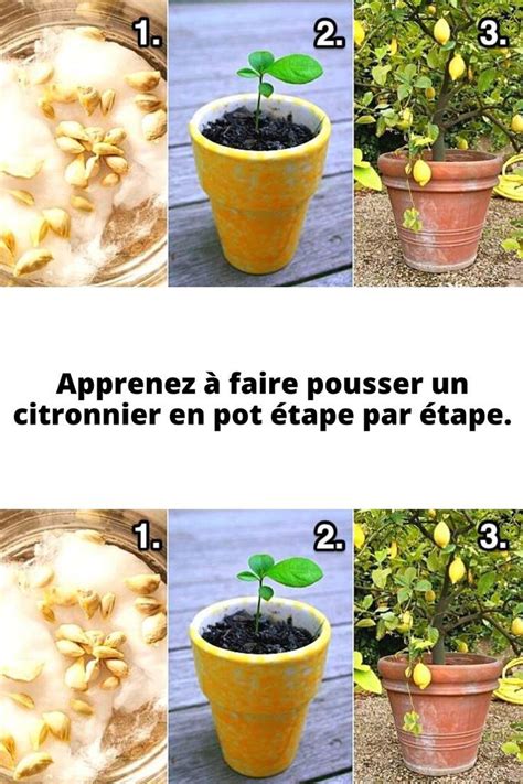 Apprenez Faire Pousser Un Citronnier En Pot Tape Par Tape Faire