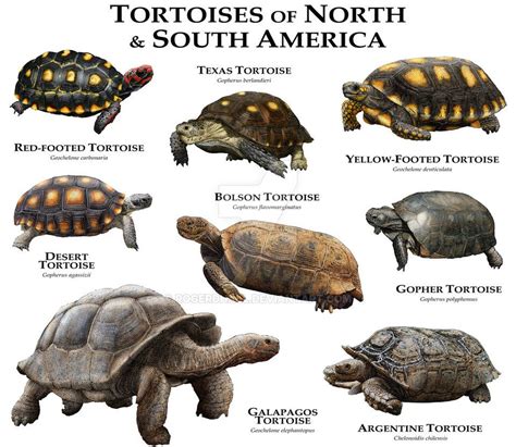 Box Turtles Of North America By Rogerdhall On Deviantart Artofit