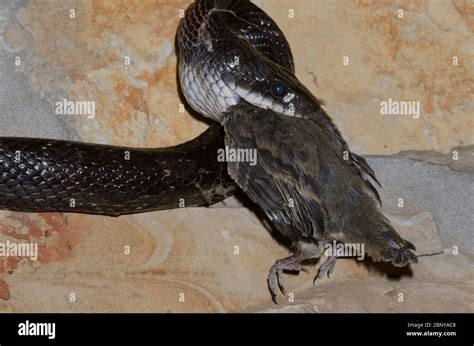 Black Rat Snake Pantherophis Obsoletus Raiding Eastern Phoebe