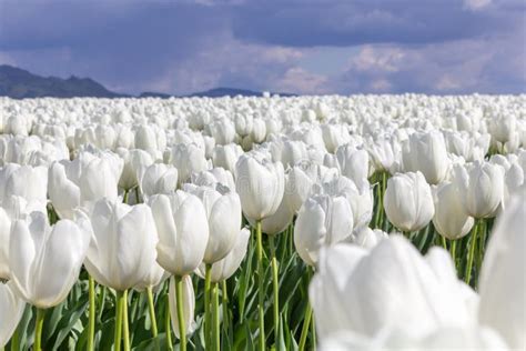 White Tulip Fields stock image. Image of farm, exotic - 166690629