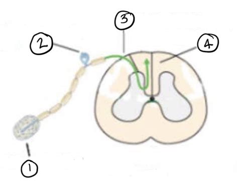 Somatic Sensory System Flashcards Quizlet