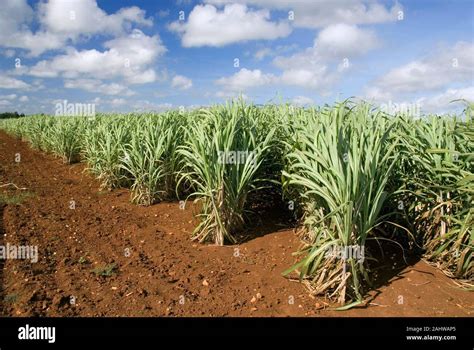 Saccharum Officinarum Banque De Photographies Et Dimages Haute